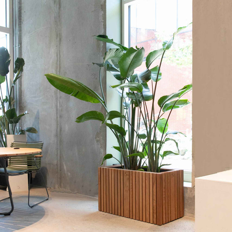 Squarely GrowLARGE Self-Watering Planter, Dark Oak