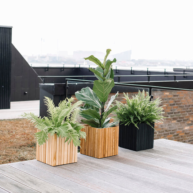 GrowON Black Ash - Squarely