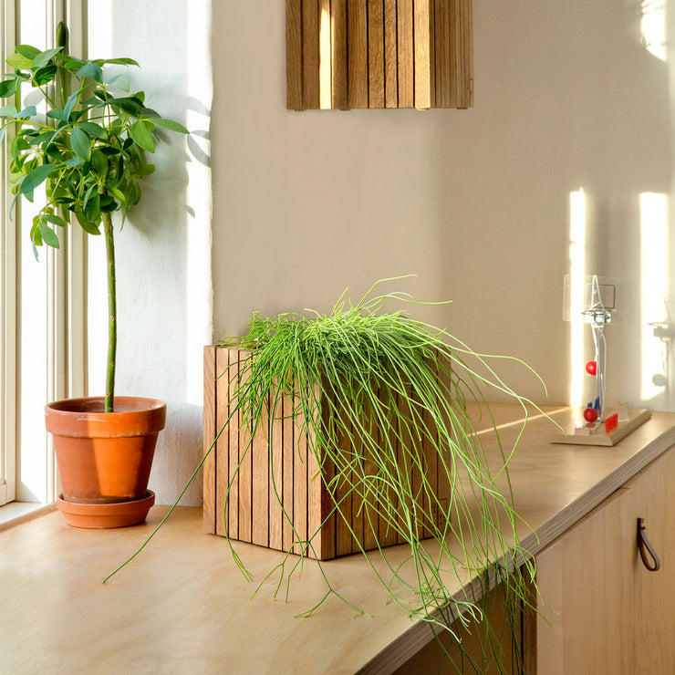 Squarely GrowON Self-Watering Planter, Dark Oak