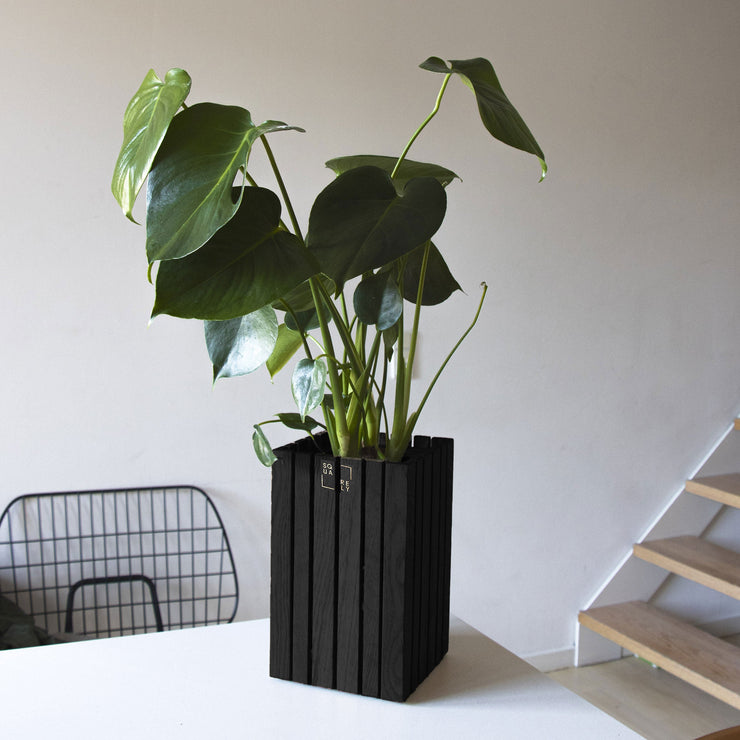 Squarely GrowSMALL Black Ash