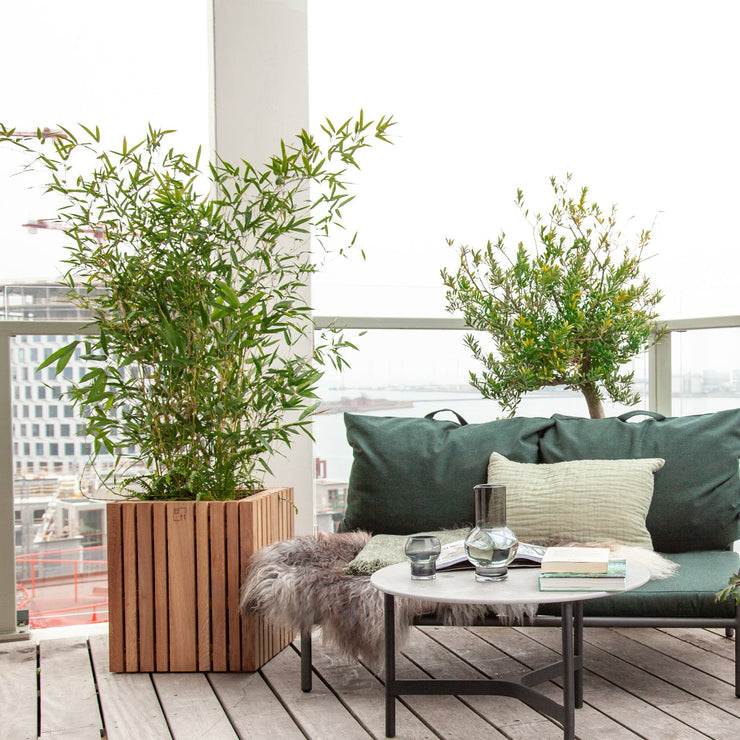 Squarely GrowBIG Self-Watering Planter, Dark Oak